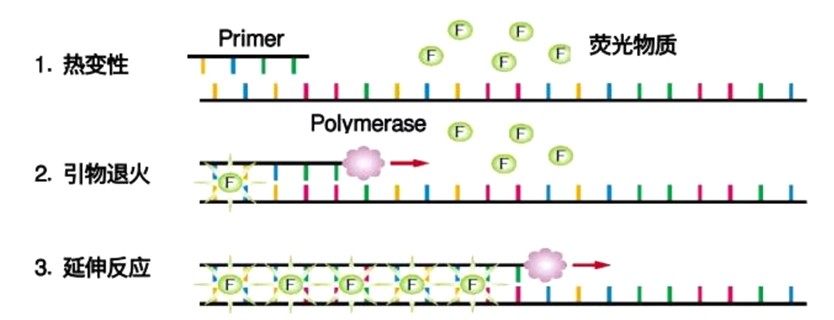 荧光定量PCR 荧光定量PCR