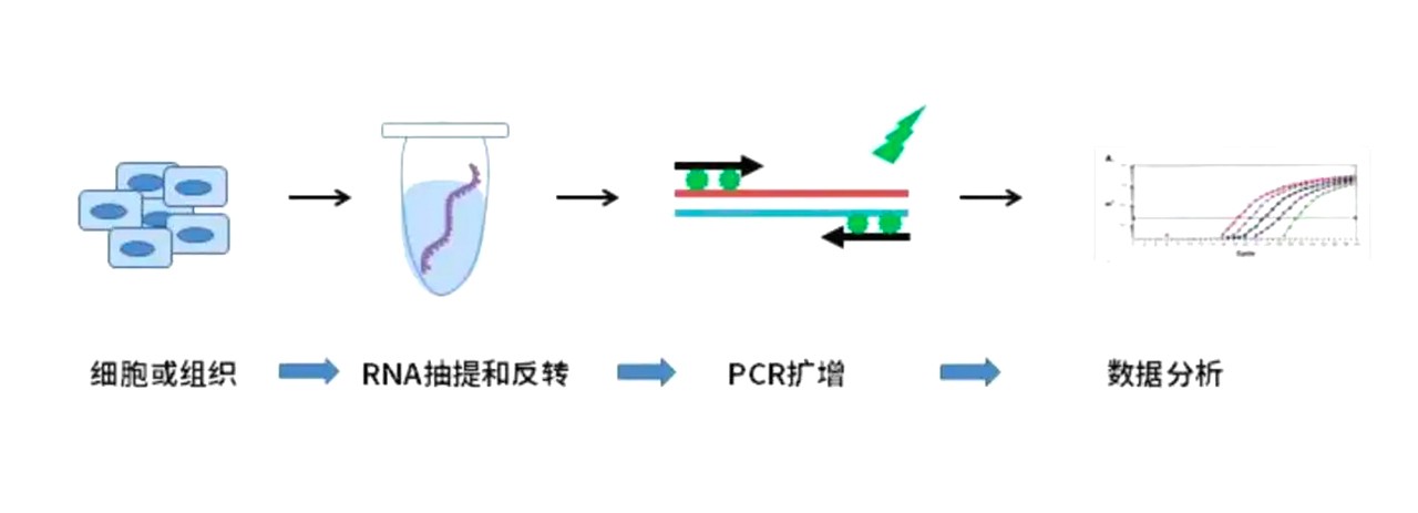 荧光定量PCR实验过程 荧光定量PCR实验过程