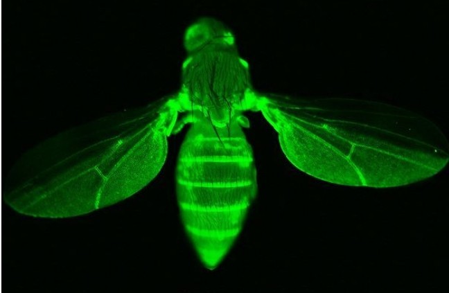 高精度滤光片对荧光成像的影响 高精度滤光片对荧光成像的影响