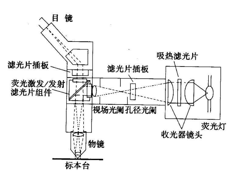 荧光显微镜工作原理