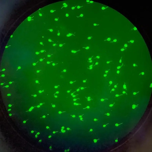 窄带滤光片荧光检测