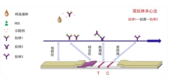 荧光免疫层析原理 荧光免疫层析原理