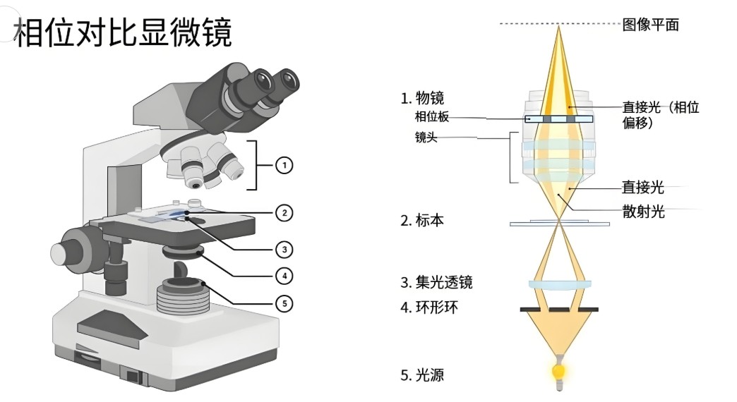 相差显微镜工作原理