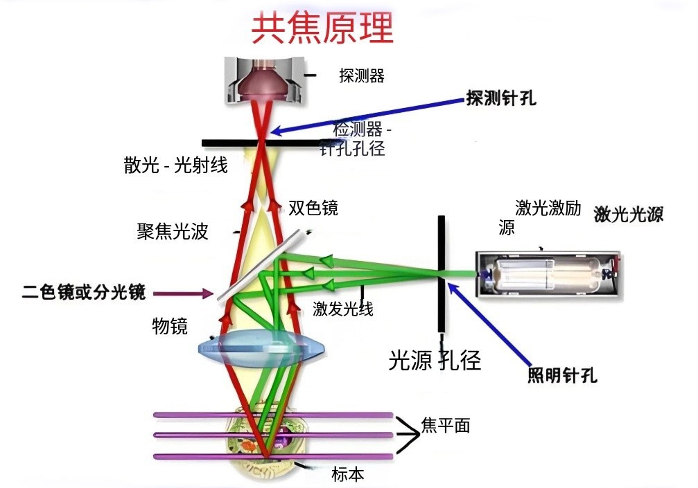 滤光片 共聚焦显微镜原理图