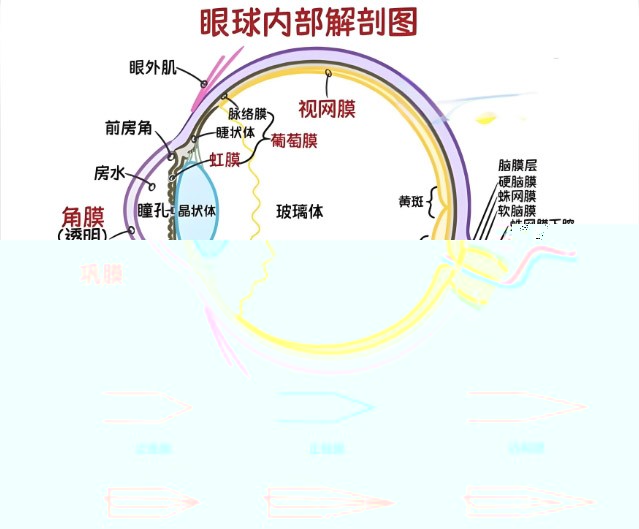 视网膜眼科中不同波长滤光片的应用