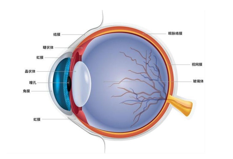 眼睛结构图