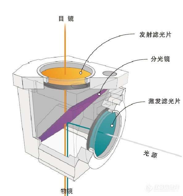 荧光显微镜结构图